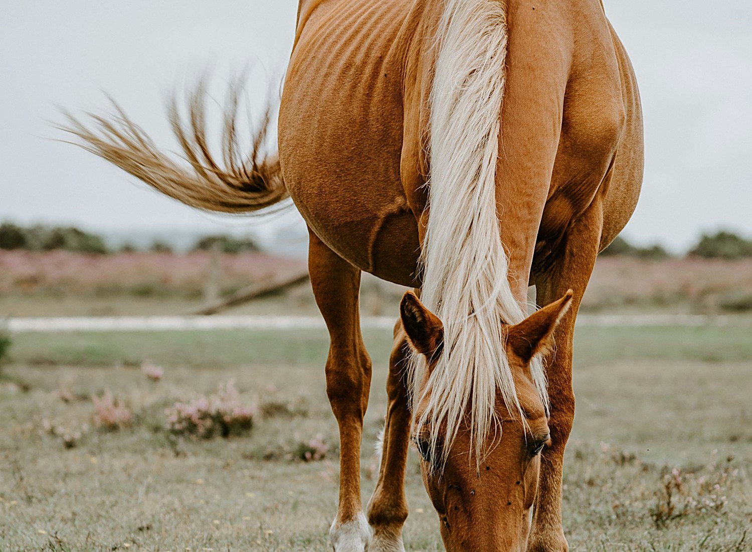 Paardenhouderij