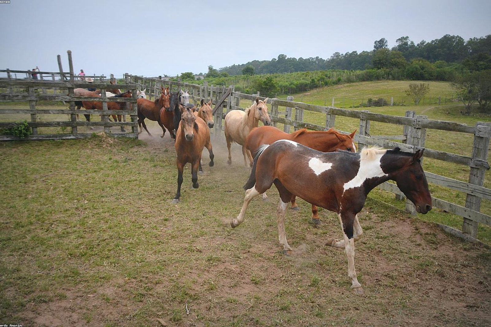 De kracht van paarden in de ontwikkeling van mensen